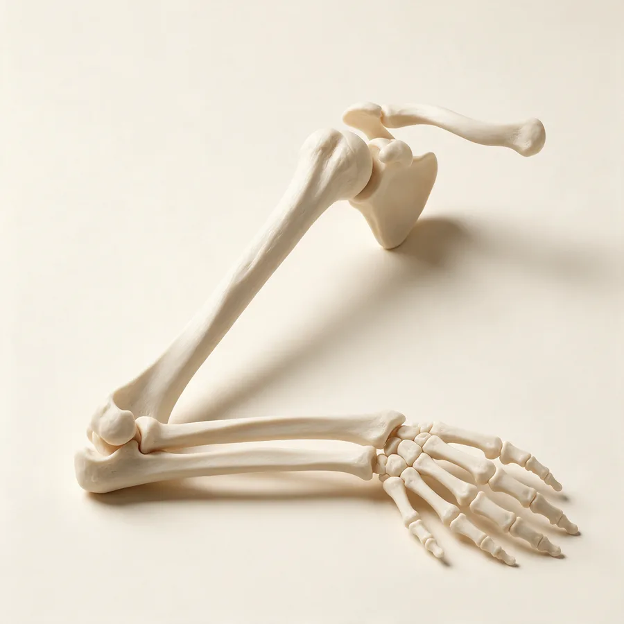 Modelo anatómico de hombro, brazo, antebrazo y mano